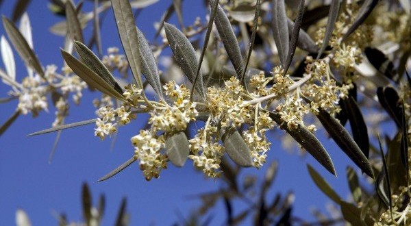polen del olivo alergia