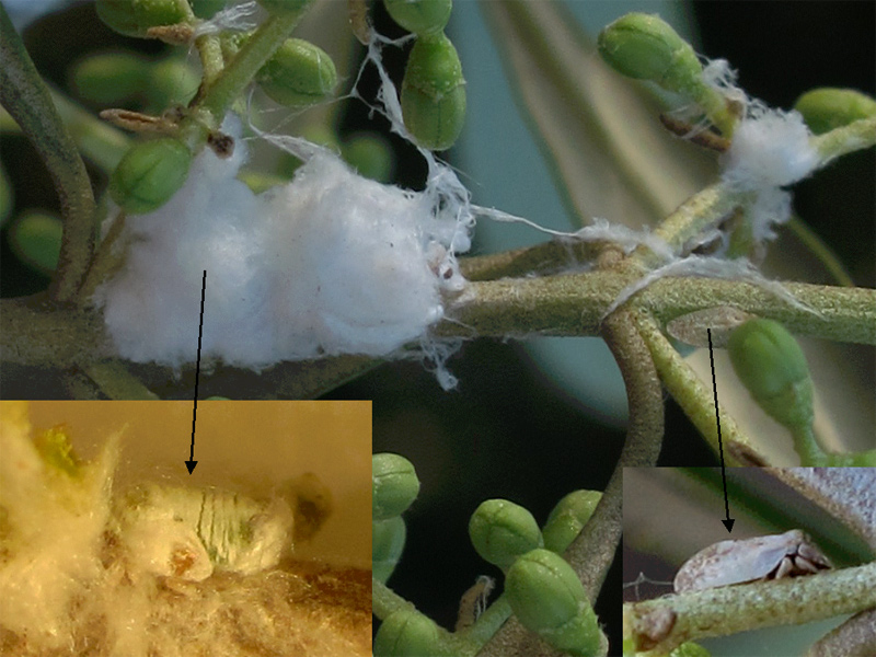 evolución de la euphyllura olivina