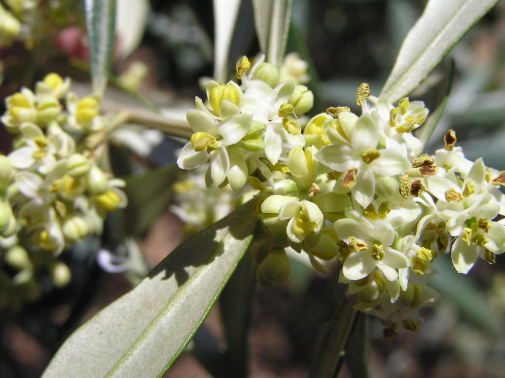 rapa flor del olivo