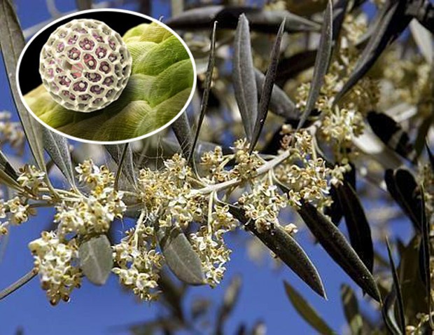 aspecto microscópico del polen de la flor de olivo