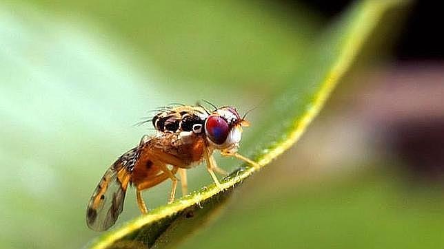 etapa adulta mosca del olivo