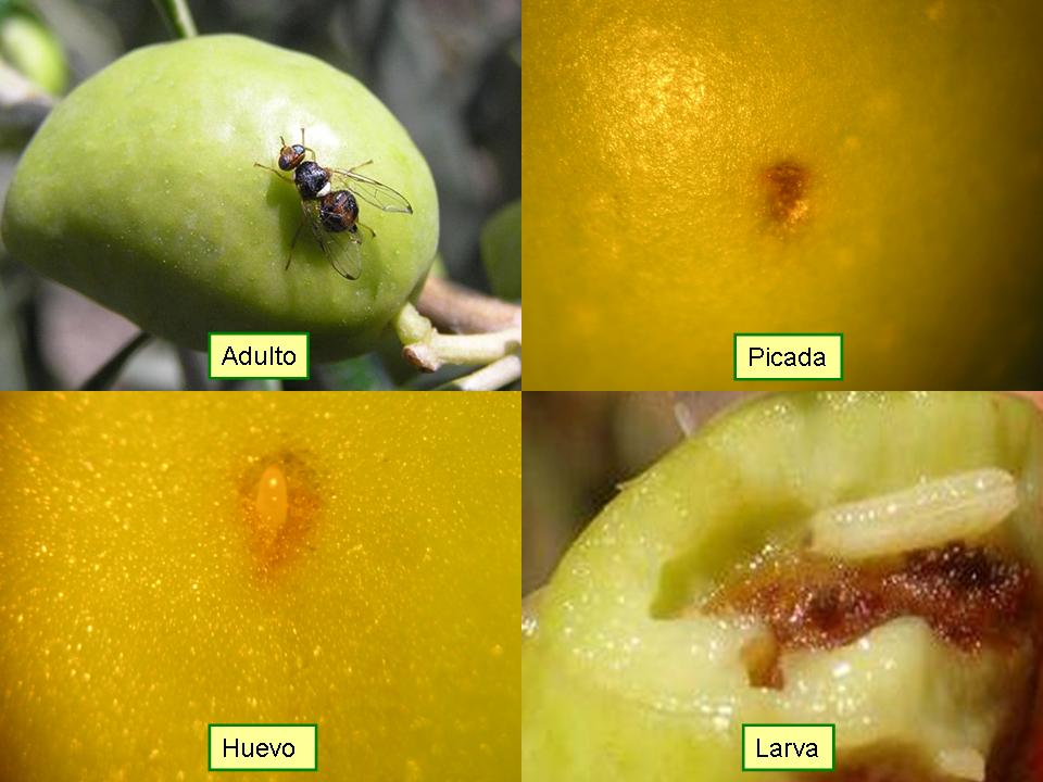 ciclo biológico de la mosca del olivo