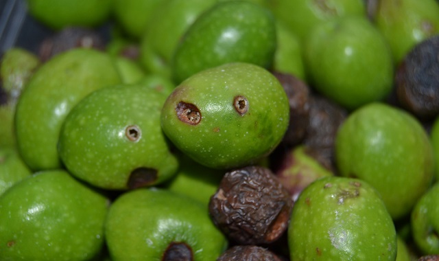 aceitunas afectadas por picada de la mosca del olivo