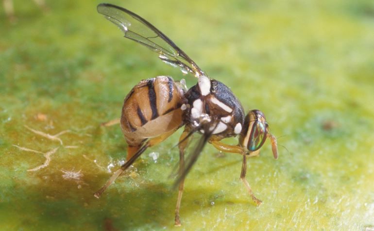 apariencia de la mosca del olivo