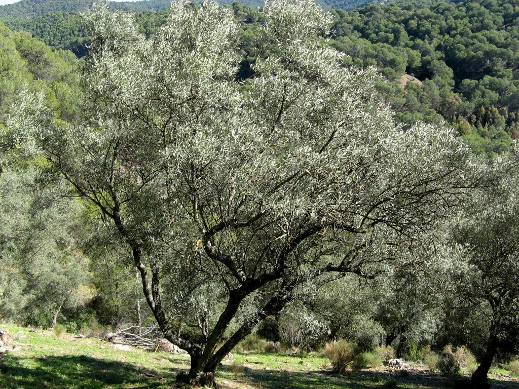 significado bíblico del olivo silvestre