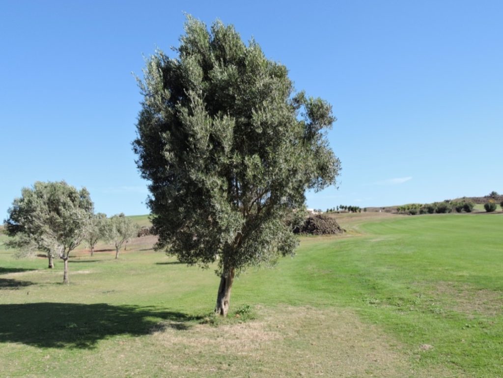 apariencia del olivo silvestre
