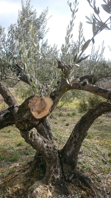 poda de rejuvenecimiento en el olivo