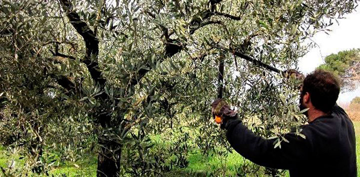 podado del árbol de olivo